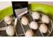 Как выбрать инкубатор для яиц